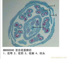 提升课堂魅力 教学实验用品与教学演示用品的价值与应用